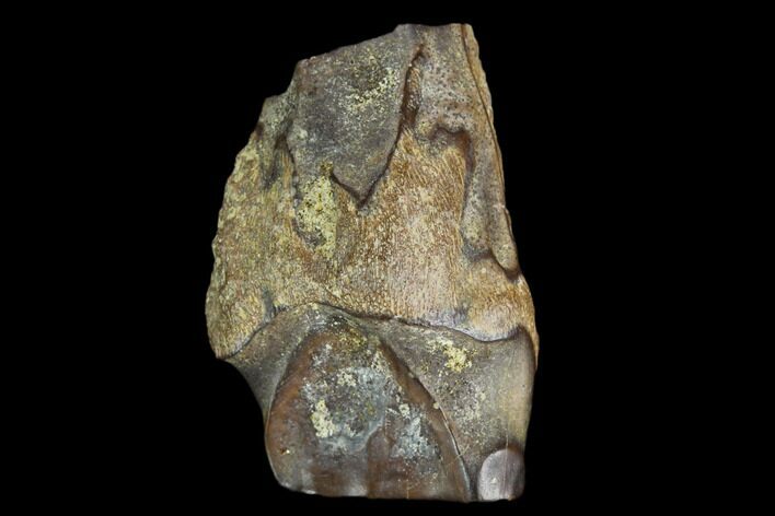 Ceratopsian Dinosaur Tooth - Judith River Formation #128520